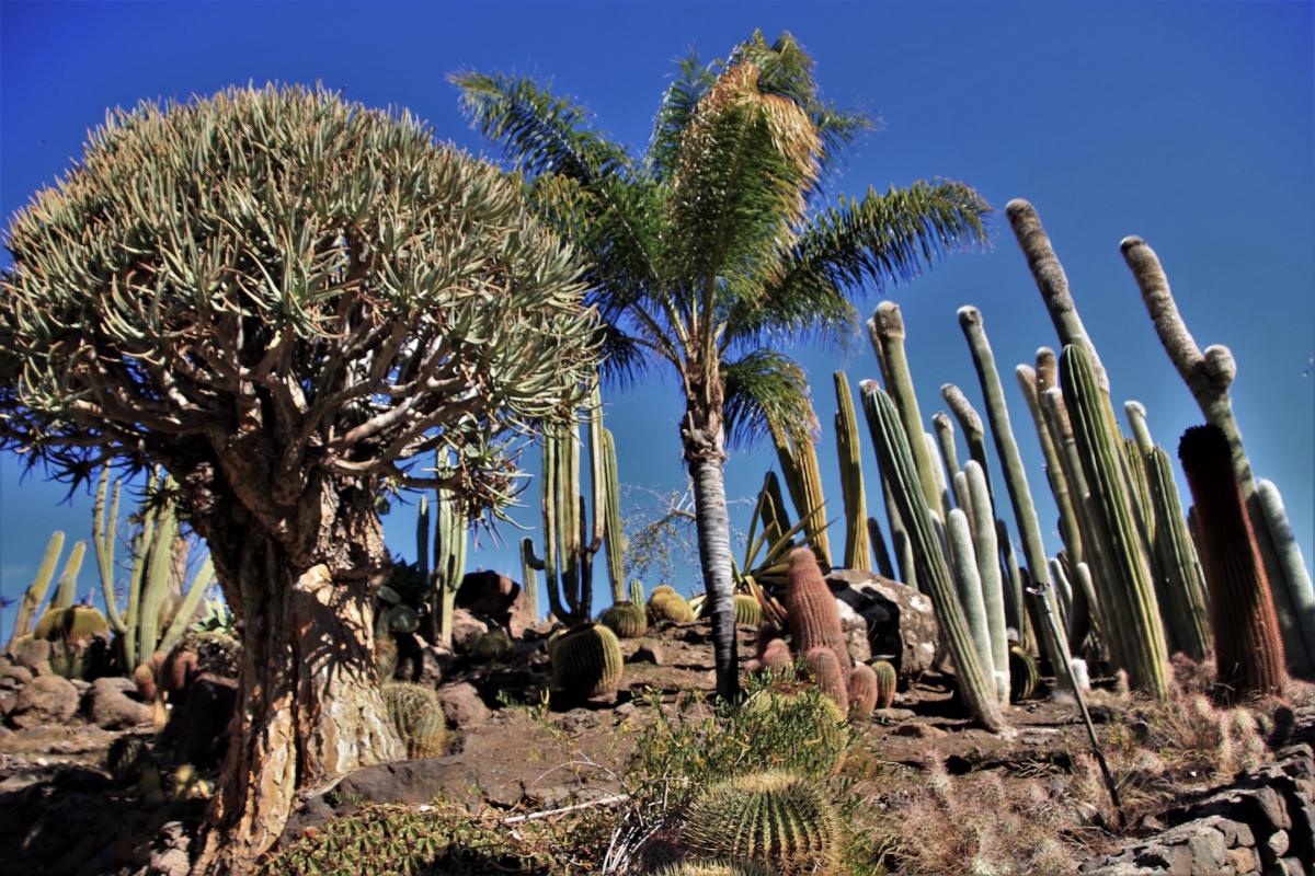 Cactussen in alle maten en vormen, rond een palmboom.