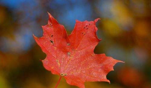 Canada (c) ankakay by creative commons Esdoornblad, symbool van Canada, kleurt tijdens de Indian Summer (nazomer) vuurrood.