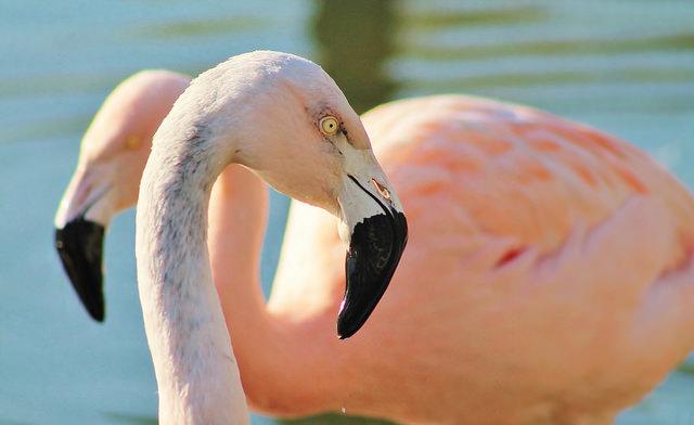 Chileense flamingo's (c) Gonzalo Vergara by creative commons Twee roze flamingo's, genoemd naar Chili.