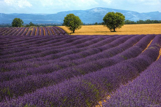 Purple Fields (c) Marcovdz by creative commons Lavendel in bloei, met bergen op de achtergrond... de Provence.