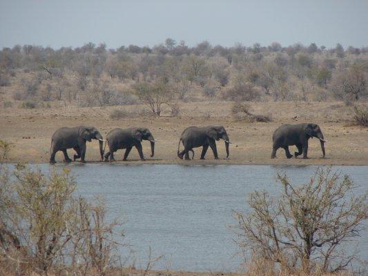 Vier olifanten wandelen door het landschap van Lesotho