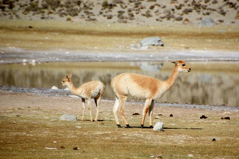De vicuña lijkt wat op een lama of een alpaca.