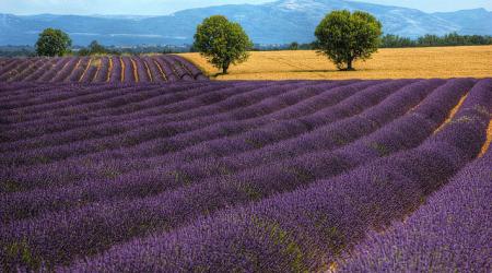 Lavendel in bloei, met bergen op de achtergrond... de Provence.