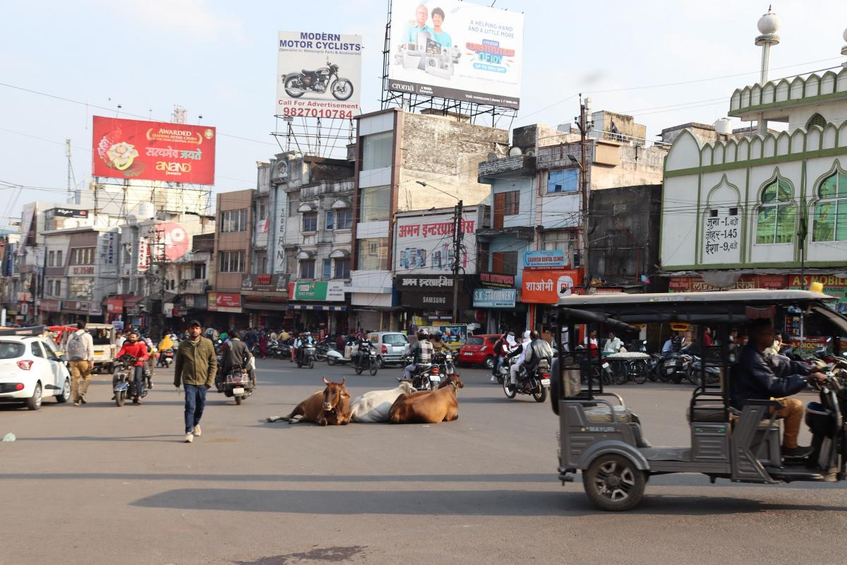 Bazaar (winkelbuurt) bij Jama Masjid. Pal in het midden liggen drie heilige koeien de drukte gade te slaan.