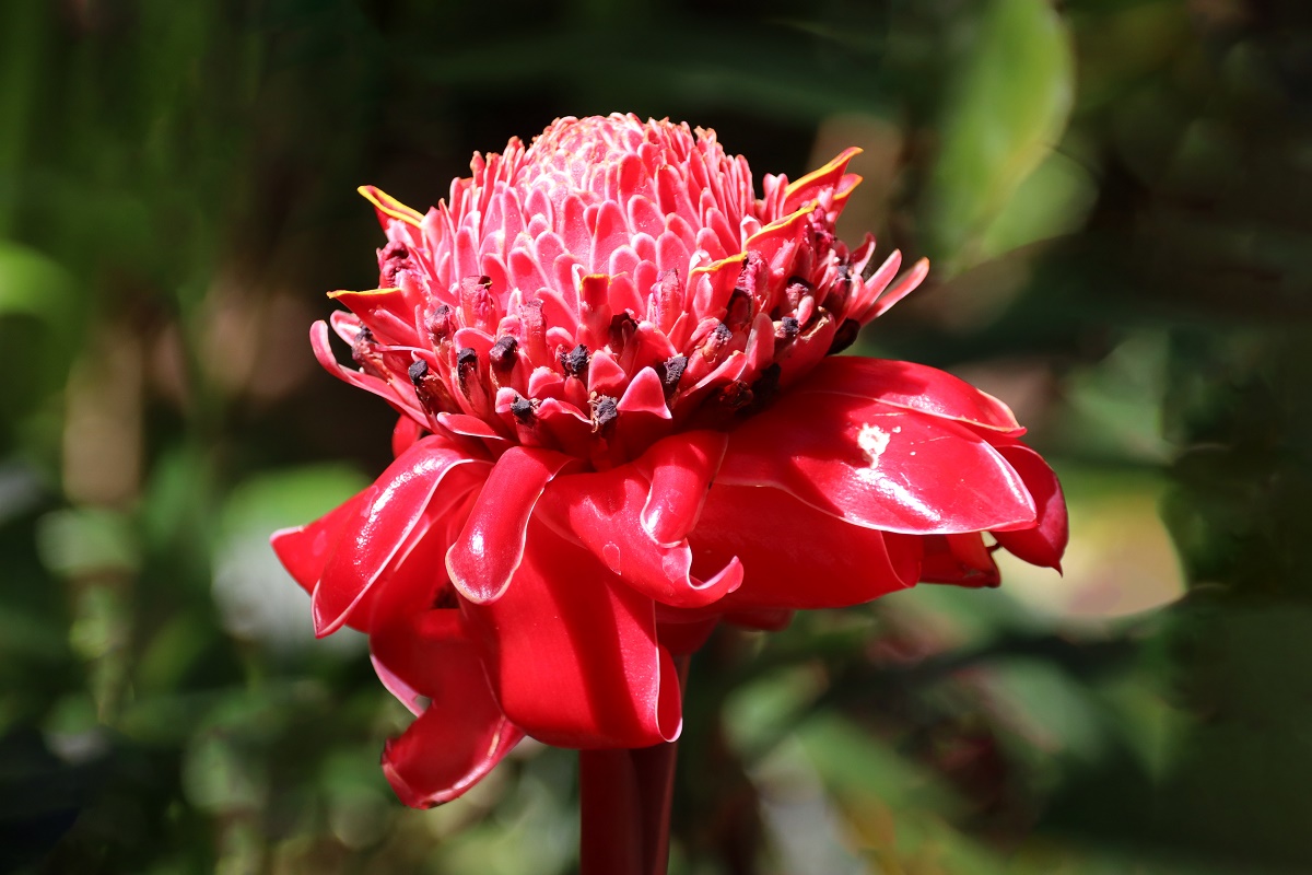 Een knalrode "duivelsroos" uit de botanische tuin van Soufrière.