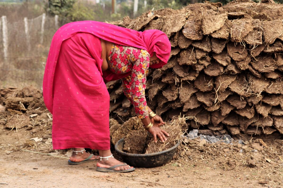 Een vrouw in roze sari maakt brandstof van stro en koeienmest.