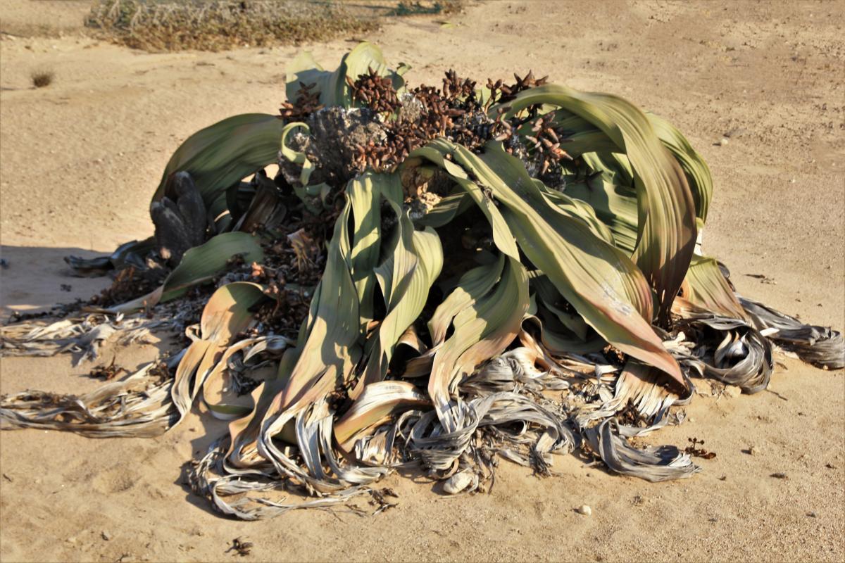 De Welwitschia Mirabilis is een plant met bloemetjes in de kern en een kroon van hangende bladeren.