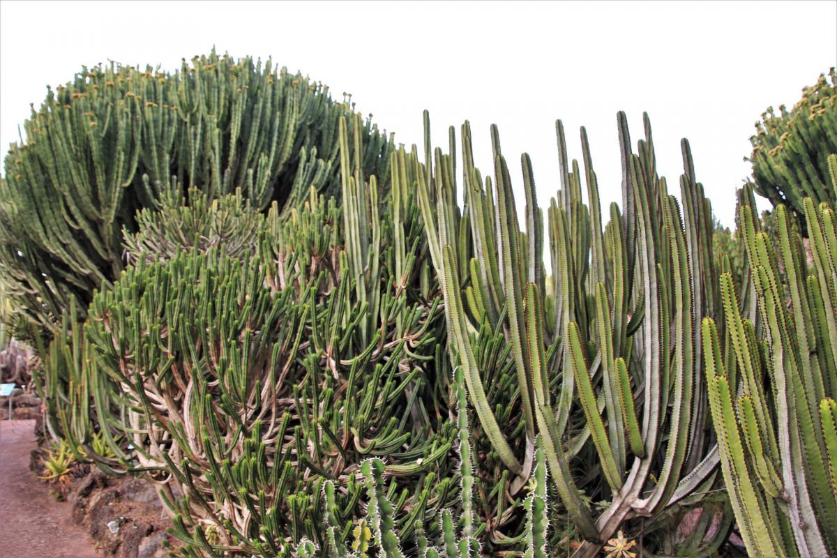 Een heleboel vingervormige grote cactussen in de botanische tuin.