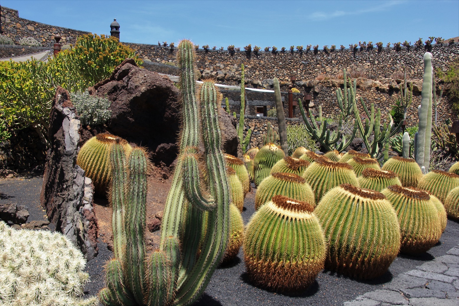 Cactussen in alle vormen en maten.