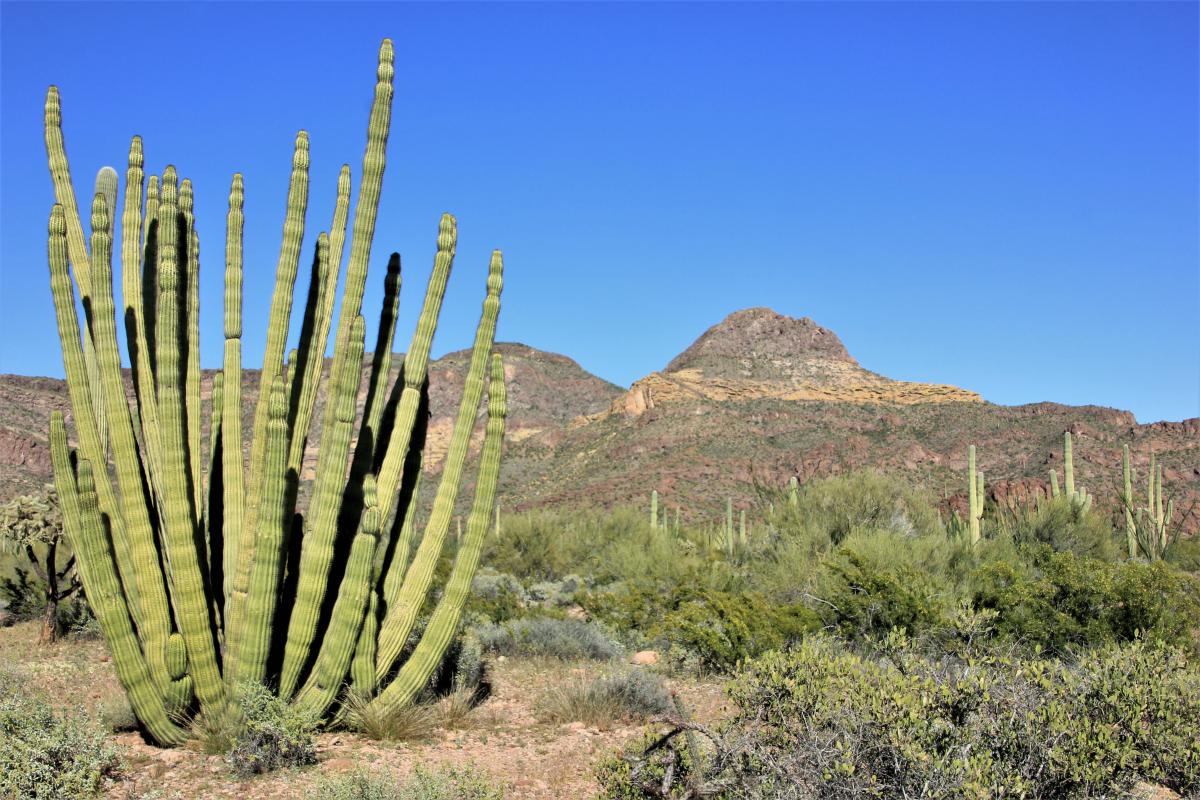 Cactus met hoge, kaarsrechte "orgelpijpen".