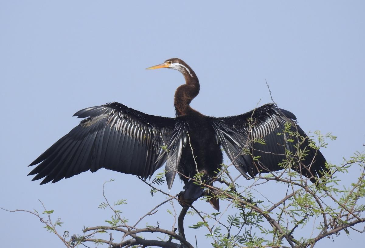 Een gitzwarte Indische slangenhalsvogel spreidt zijn vleugels.